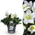 Green boutiQ - Plante de jardin - Rose de Noël - Hellébore Christmas Carol - Fleur Blanche - 1 Plante - Persistant - Pot 17cm Hauteur 35cm