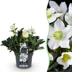 Green boutiQ - Plante de jardin - Rose de Noël - Hellébore Christmas Carol - Fleur Blanche - 1 Plante - Persistant - Pot 17cm Hauteur 35cm