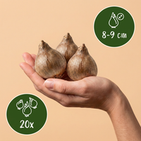 Green boutiQ - Bloembollen - Leucojum Aestivum - Kleur Wit - 20 stuks - Bolmaat 8/9 - XXL Pack - foto 3