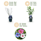 Green boutiQ - Arbustes - Hibiscus syriacus Tricolore - Fleurs rose, blanc et bleu - 3 Plantes - Caduc - Entretien facile - Pot 17cm Hauteur 45cm