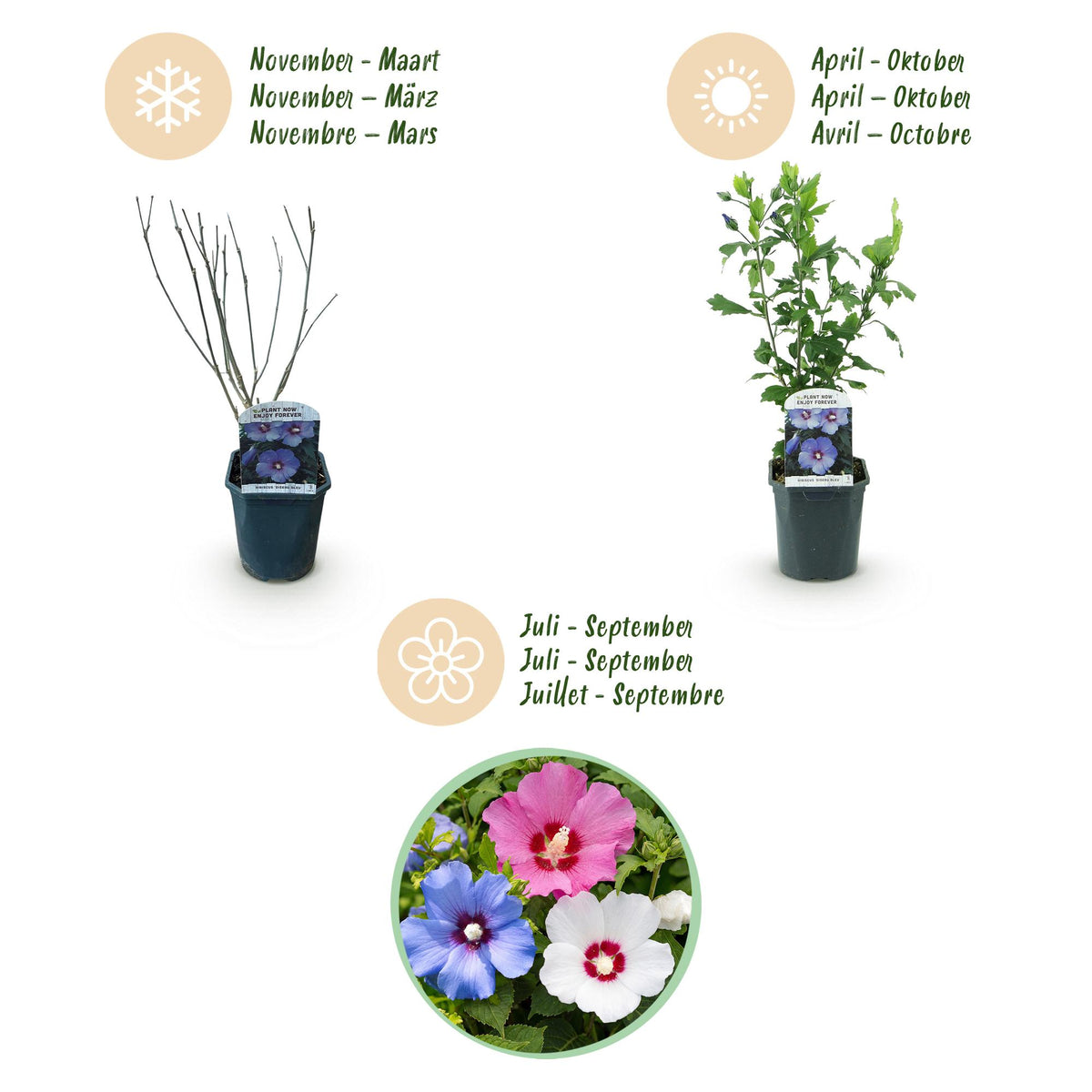 Green boutiQ - Arbustes - Hibiscus syriacus Tricolore - Fleurs rose, blanc et bleu - 3 Plantes - Caduc - Entretien facile - Pot 17cm Hauteur 45cm