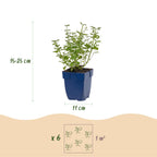 Green boutiQ - Stauden - Nepeta faassenii Walker's Low - Katzenminze - Bienen- und Schmetterlingsmagnet - Blau - 6 Pflanzen - Topf 11cm - Höhe 15-25cm