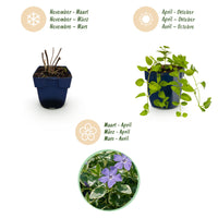 Vasteplant - Vinca major Variegata - Maagdenpalm - Bodembedekkend - Blauw - 24 Planten - Pot 11cm - Hoogte 15-25cm