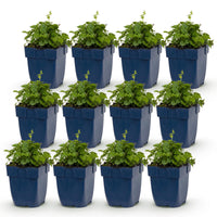 Green boutiQ - Vasteplant - Campanula posch. Lisduggan Variety - Ridderspoor - Bodembedekkend - Wit - 12 Planten - Pot 11cm - Hoogte 15-25cm
