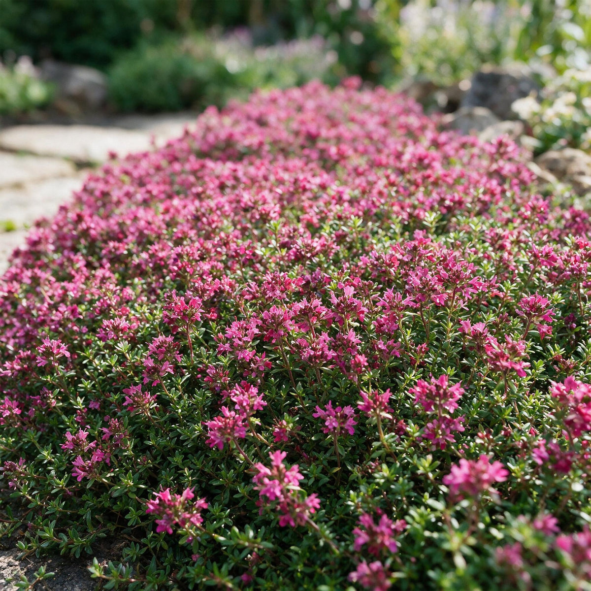 Green boutiQ - Vivace - Thymus praecox Red Carpet - Thym rampant - Parfumé - Rouge-rose - 24 plantes - Pot 11cm - Hauteur 15-25cm