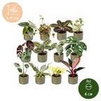 12x Baby Plants Surprise Box - Baby Plants Surprise Box - Various colours - Tropical - incl. Linnea Olive - Ø6cm - ↕5-15cm