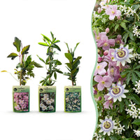 12x Klimplaten Tricolor Colourfull - Tricolor climbing plant - Light Pink - White - Purple - Climber - Ø9cm - ↕35cm