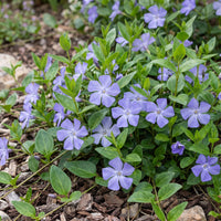 Vasteplant - Vinca major - Maagdenpalm - Bodembedekkend - Blauw - 12 Planten - Pot 11cm - Hoogte 15-25cm