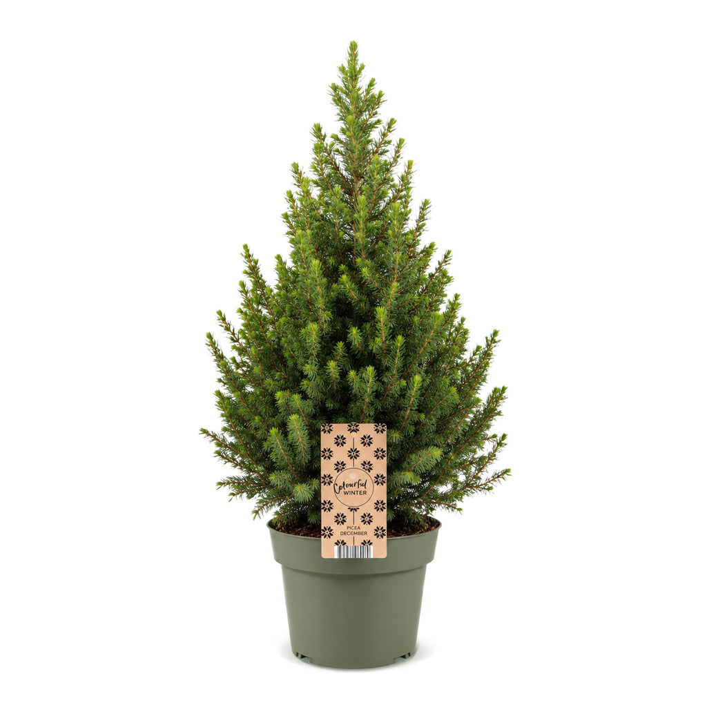 Picea glauca Conica - Dwarf Alberta Spruce - Green - Christmas tree - Ø19cm - ↕65cm