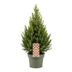 Picea glauca Conica - Dwarf Alberta Spruce - Green - Christmas tree - Ø19cm - ↕65cm
