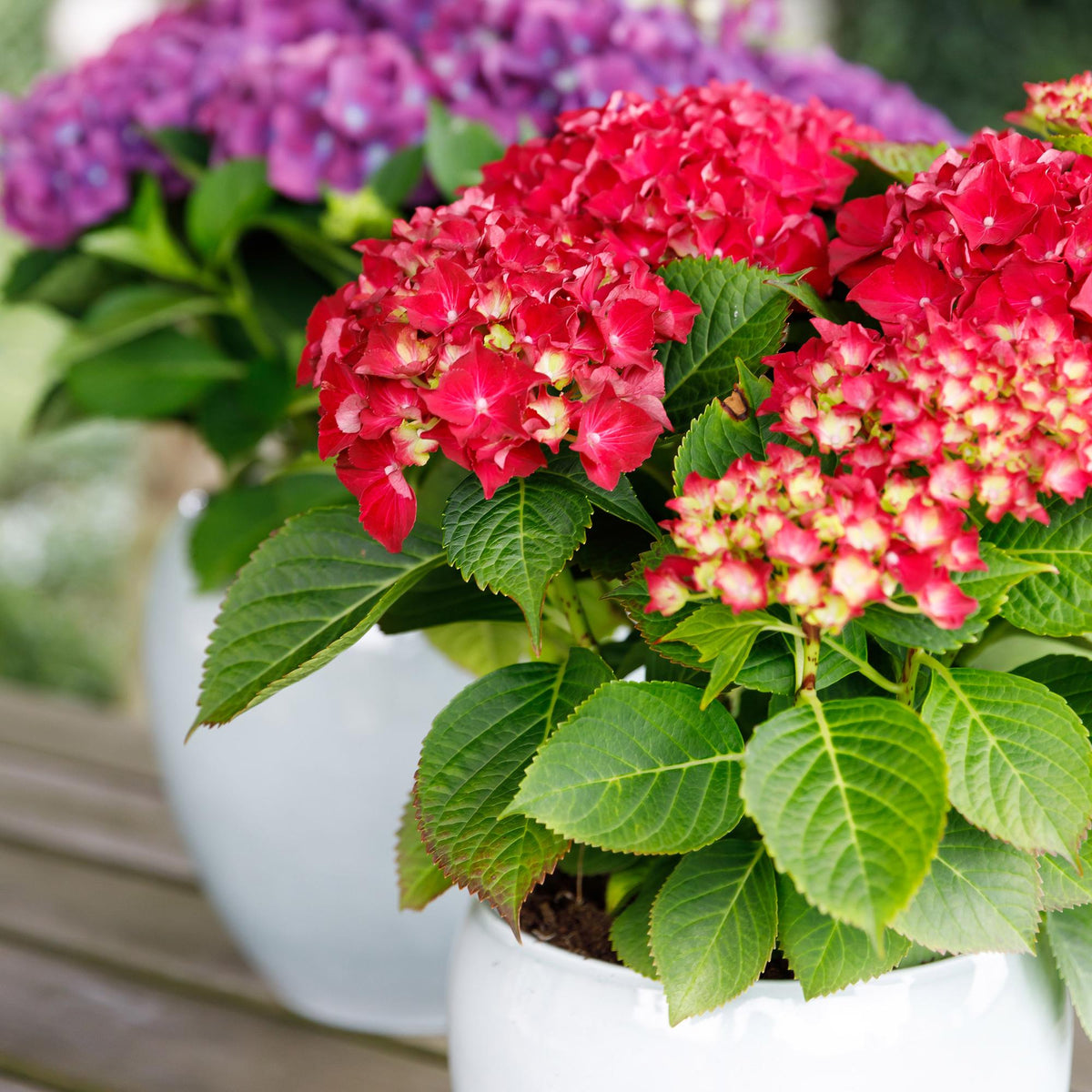 Green boutiQ - Plante de terrasse - Hortensia - Hydrangea Forever & Ever - Rouge - 7-12 fleurs - 2 plantes - Pot 23 cm Hauteur 55 cm