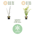 Green boutiQ - Terrassenpflanze - Japanischer Ahorn - Acer palmatum Jordan - Gelb - 1 Pflanze - Laubabwerfend - Topf 19 cm Höhe 70 cm