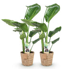 Green BoutiQ - Green is... Plantes d'intérieur - Strelitzia Nicolai - Oiseau du paradis - Peu d'entretien - avec panier - Vert - 2 plantes - Pot 17 cm - Hauteur 70-90 cm
