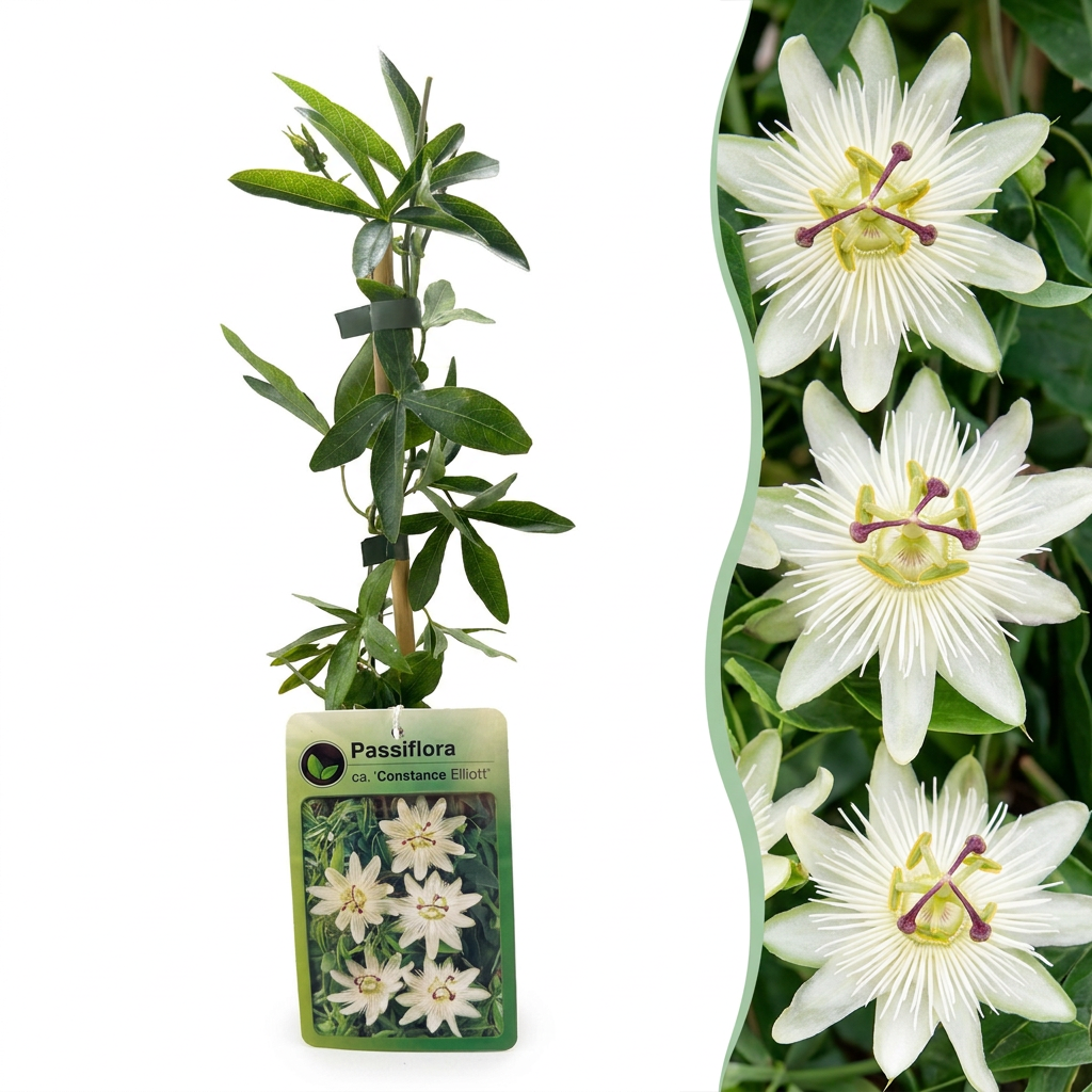 4x Passiflora ca. 'Constance Elliott' - Constance Elliott passionflower - White - Climber - Ø9cm - ↕35cm