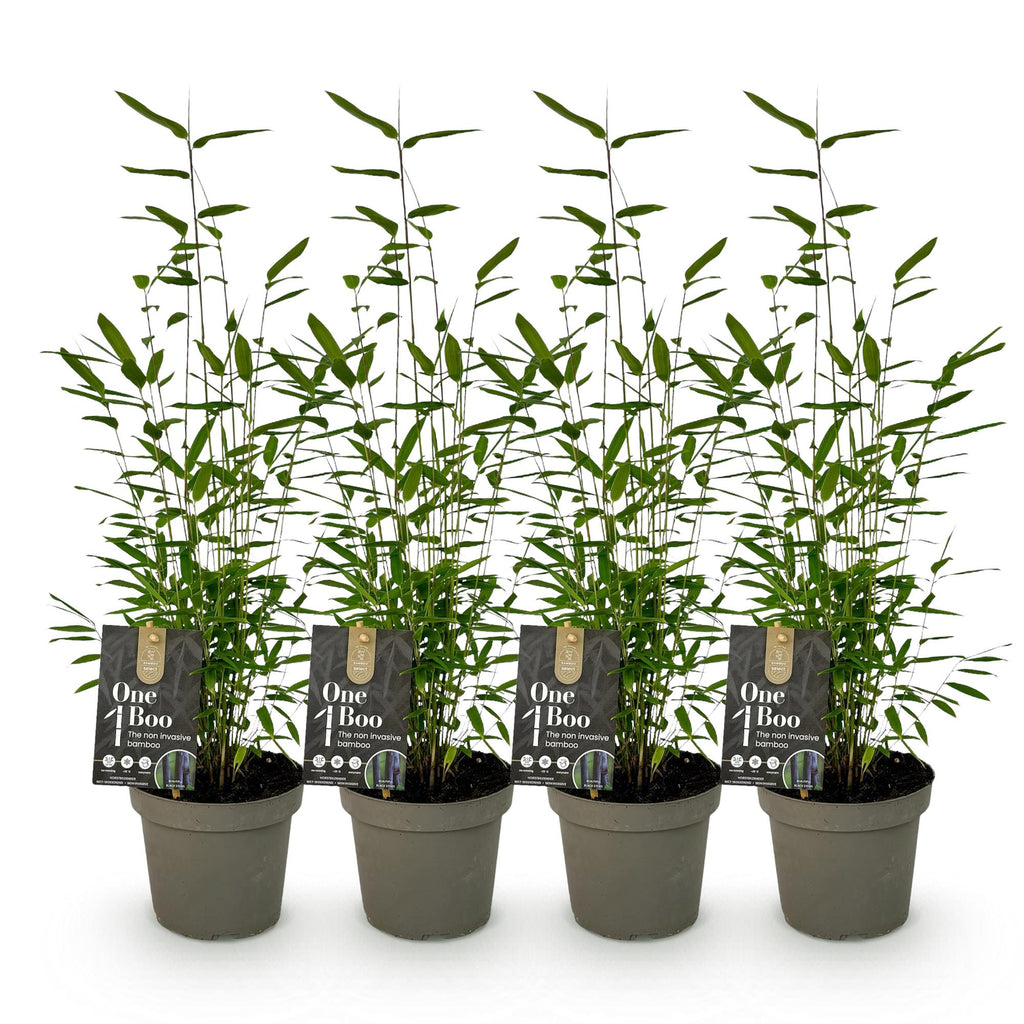 Green boutiQ - Bambou - Fargesia Black Dragon - Vert - 4 plantes - Persistant - Non traçant - Pot 14 cm, hauteur 35 cm