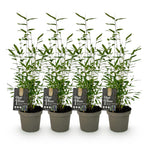 Green boutiQ - Bambou - Fargesia Black Dragon - Vert - 4 plantes - Persistant - Non traçant - Pot 14 cm, hauteur 35 cm