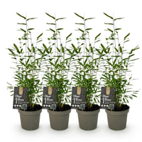 Green boutiQ - Bamboe - Fargesia Black Dragon - Groen - 4 Planten - Bladhoudend - Niet Woekerend- Pot 14cm Hoogte 35cm