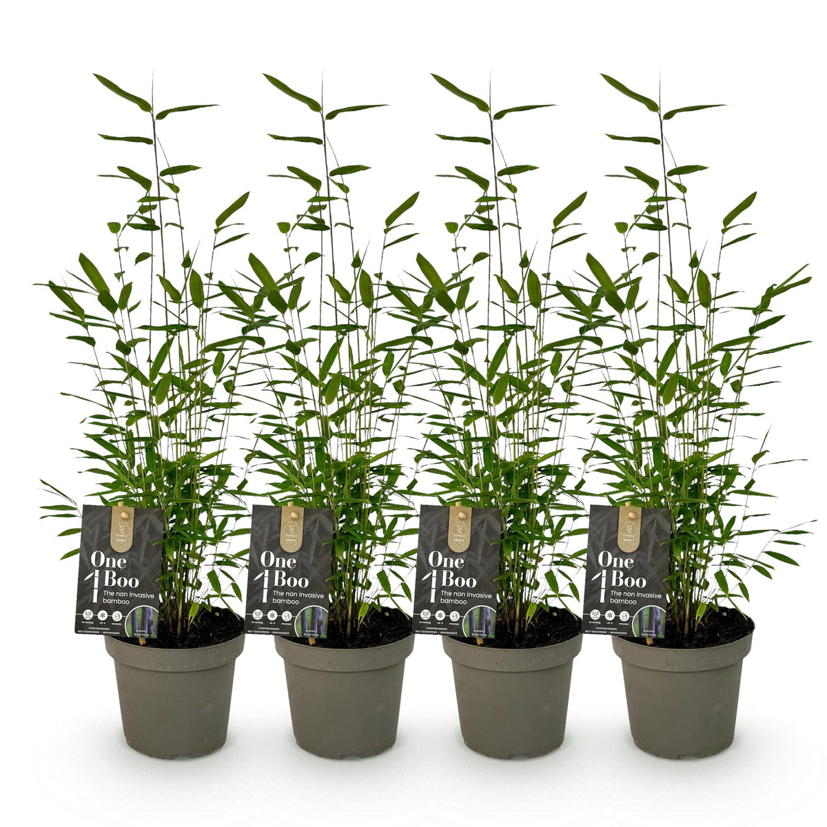 Green boutiQ - Bambou - Fargesia Black Dragon - Vert - 4 plantes - Persistant - Non traçant - Pot 14 cm, hauteur 35 cm