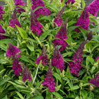 Green boutiQ - Plante de jardin - Buddleja davidii Butterfly Candy Little Ruby - Arbre aux papillons - Compact - Rouge - 1 Plante - Pot 12cm - Hauteur 20-25cm