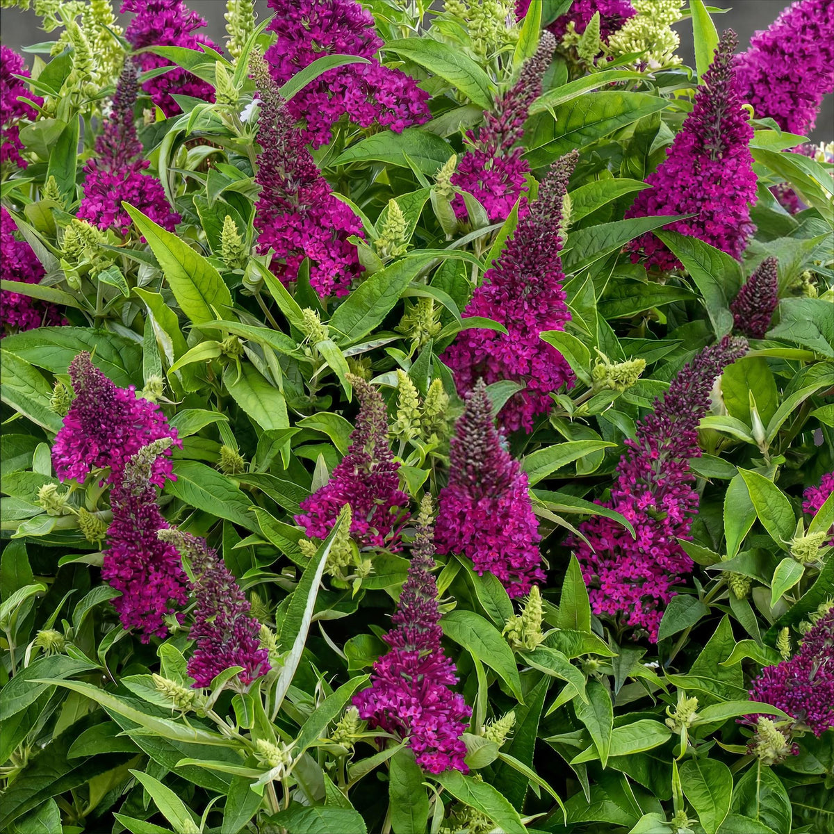 Green boutiQ - Plante de jardin - Buddleja davidii Butterfly Candy Little Ruby - Arbre aux papillons - Compact - Rouge - 1 Plante - Pot 12cm - Hauteur 20-25cm