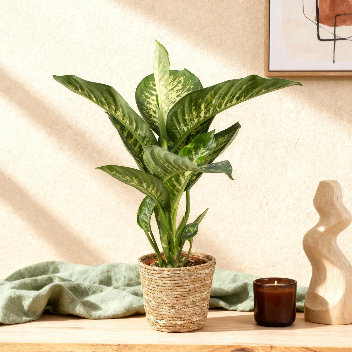 Green BoutiQ - Green is... Plantes d'intérieur - Dieffenbachia Tropic Snow - Dieffenbachia - Peu d'entretien - avec panier - Vert - 1 Plante - Pot 21cm - Hauteur 90-100cm