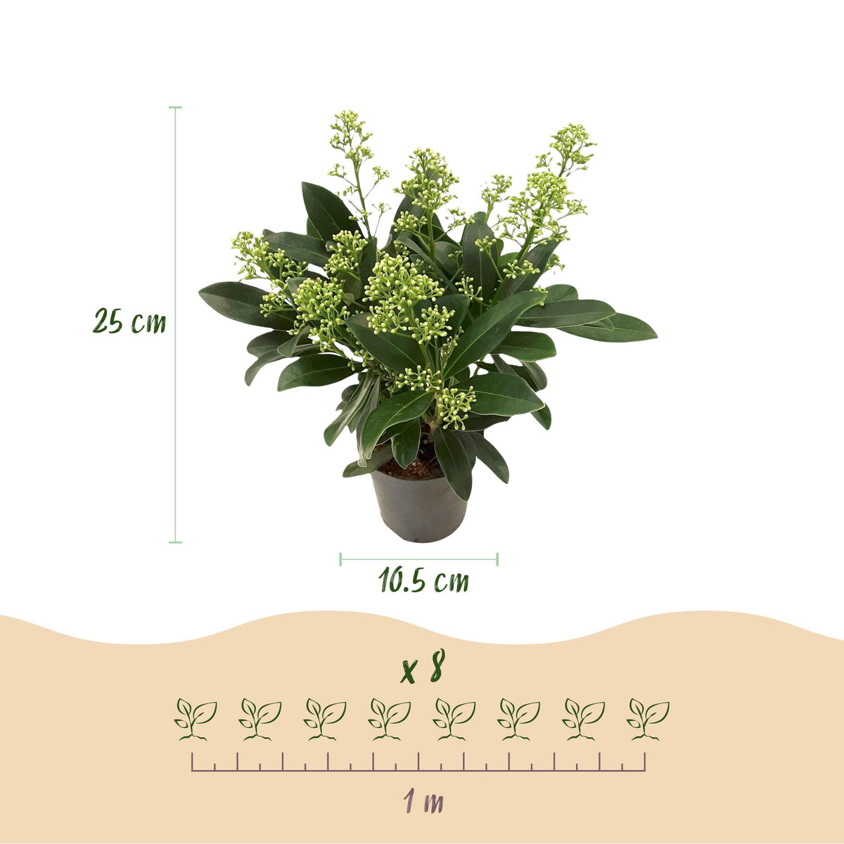 Green boutiQ - Plante de terrasse - Skimmia japonica Finchy - Fleurs blanches - 10+ Fleurs - 3 Plantes - Rustique - Pot 10,5cm Hauteur 25cm