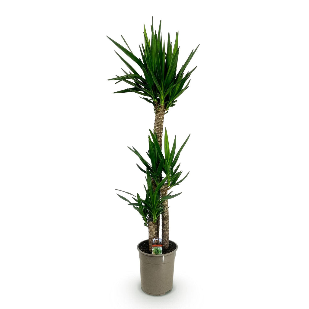 Green boutiQ - Plante d'intérieur - Yucca elephantipes - Yucca - Peu d'entretien - Vert - 1 - Pot 27cm - Hauteur 170cm