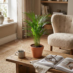 Areca Dypsis Lutescens Palmier doré - Ø 12 cm - Hauteur : 40 cm