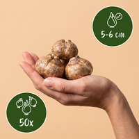 50x Galanthus Elwesii - Grote sneeuwklokje - Wit - Voorjaarsbloeier - Bolmaat 5/6