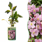 4x Clematis mont. 'Mayleen' - Clématite de montagne - Rose clair - Grimpante - Ø9cm - ↕35cm