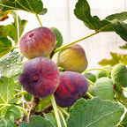 Green boutiQ - Plante fruitière - Ficus carica Rouge de Bordeaux - Figuier - Rustique - Fruit violet - 2 plantes - Pot 15cm - Hauteur 50cm