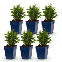 Green boutiQ - Vasteplant - Aster Tricolour - Zee Aster - Bijen en Vlinderlokkers - Paars - Roze - Wit - 6 Planten - Pot 11cm - Hoogte 15-25cm