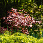 Green boutiQ - Gartenpflanze - Acer palmatum Atropurpureum - Japanischer Ahorn - Laubabwerfend - Purpur - 1 - Topf 26cm - Höhe 90cm