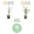 Green boutiQ - Plante de terrasse - Érable du Japon - Acer palmatum Emerald Lace - Vert - 1 plante - Caduc - Pot 19 cm, hauteur 70 cm