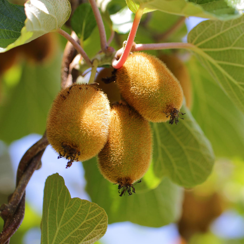 Green boutiQ - Plant fruitier - Actinidia Weiki & Kiwi doré - Pied de kiwi - 1 mâle - 1 femelle - Plantes - Jaune - Pot 15 cm - Hauteur 50 cm