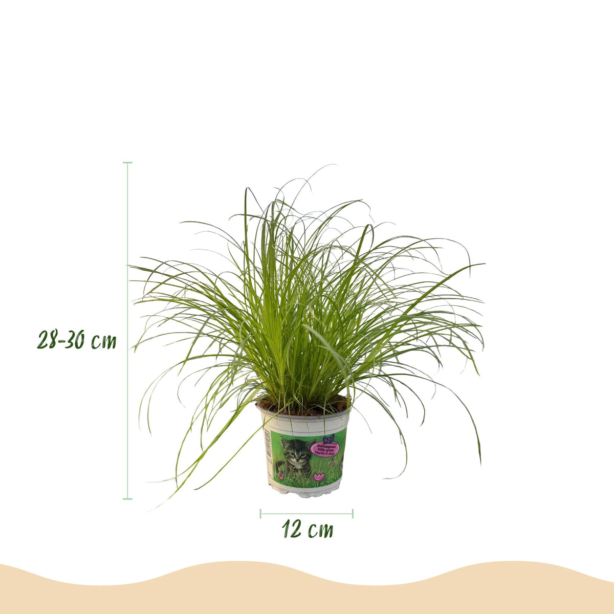 Green boutiQ - Zimmerpflanze - Cyperus alternifolius Zumula - Katzengras - Haustierfreundlich - Grün - 4 Pflanzen - Topf 12cm - Höhe 28-30cm