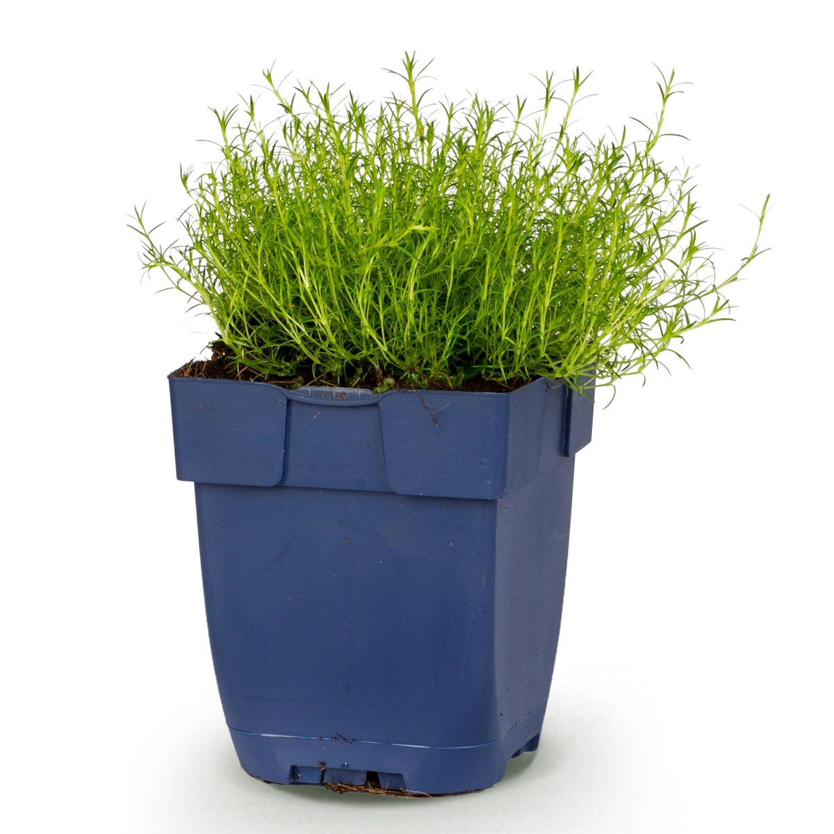 Green boutiQ - Perennial - Sagina subulata - Stonecrop - White - 1 Plant - Pot 11cm - Height 15-25cm