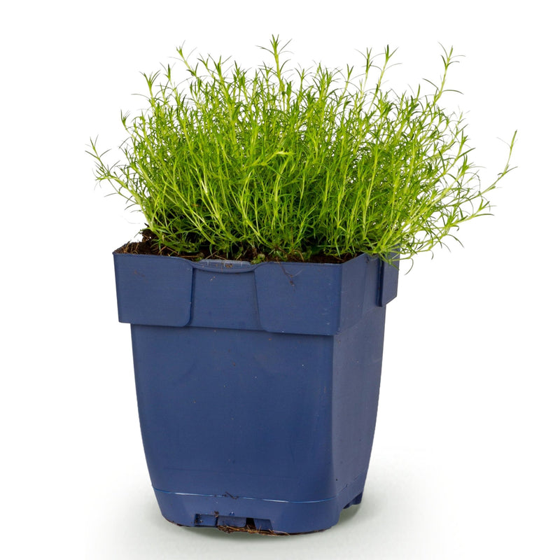 Green boutiQ - Perennial - Sagina subulata - Stonecrop - White - 1 Plant - Pot 11cm - Height 15-25cm