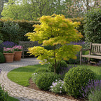 Green boutiQ - Plante de terrasse - Érable du Japon - Acer palmatum Jordan - Jaune - 2 plantes - Caduc - Pot 19cm Hauteur 70cm