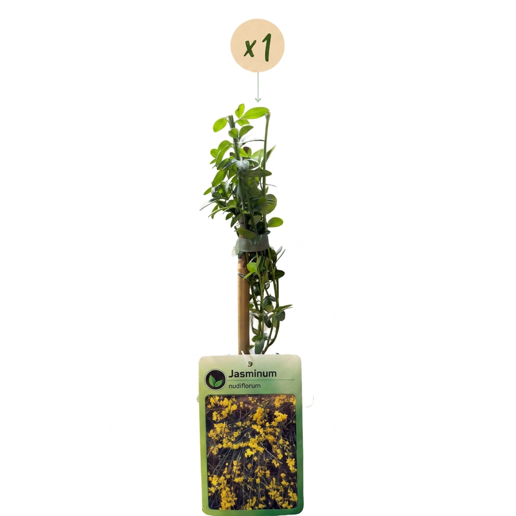 Jasminum nudiflorum - Jasmin d'hiver - Jaune - Grimpante - Ø9cm - ↕35cm