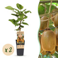 Green boutiQ - Fruchtpflanze - Actinidia deliciosa Hayward - Kiwipflanze - Weiblich - Grüne Frucht - 2 Pflanzen - Topf 15cm - Höhe 50cm