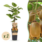 Green boutiQ - Fruchtpflanze - Actinidia deliciosa Hayward - Kiwipflanze - Weiblich - Grüne Frucht - 2 Pflanzen - Topf 15cm - Höhe 50cm