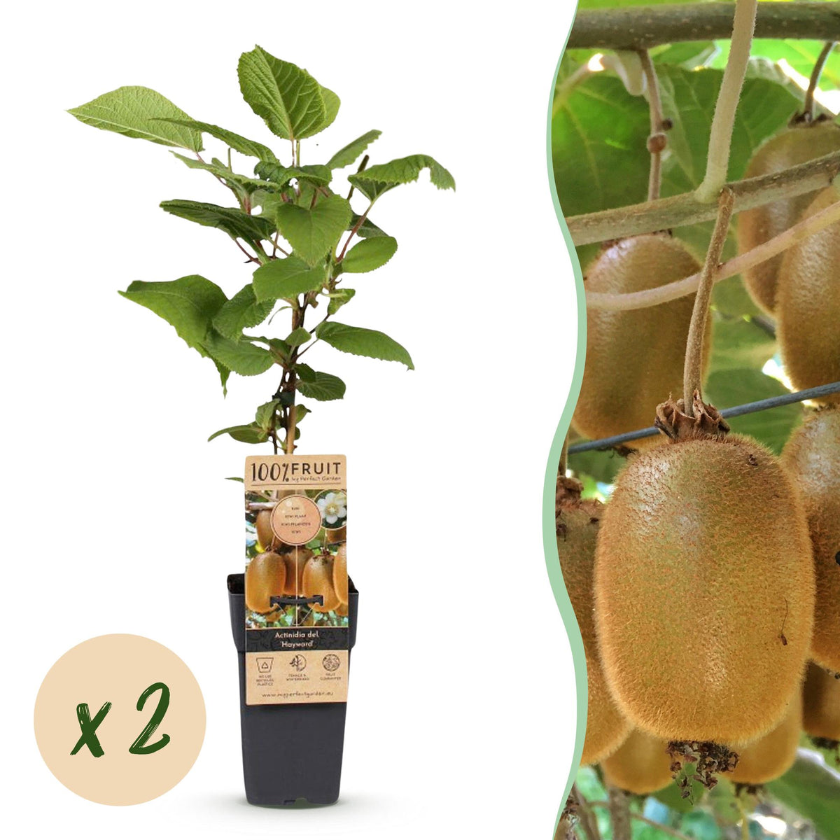 Green boutiQ - Fruchtpflanze - Actinidia deliciosa Hayward - Kiwipflanze - Weiblich - Grüne Frucht - 2 Pflanzen - Topf 15cm - Höhe 50cm