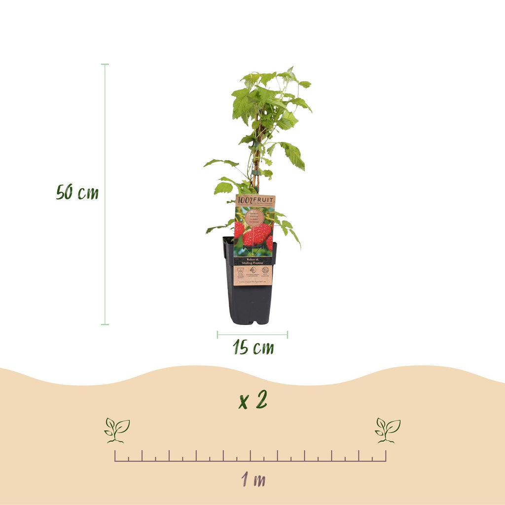 Green boutiQ - Framboisier - Rubus idaeus Malling Promise - Plant de framboisier - Rustique - Framboise rouge - 2 plantes - Pot 15 cm - Hauteur 50 cm