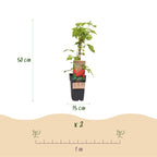Green boutiQ - Framboisier - Rubus idaeus Malling Promise - Plant de framboisier - Rustique - Framboise rouge - 2 plantes - Pot 15 cm - Hauteur 50 cm