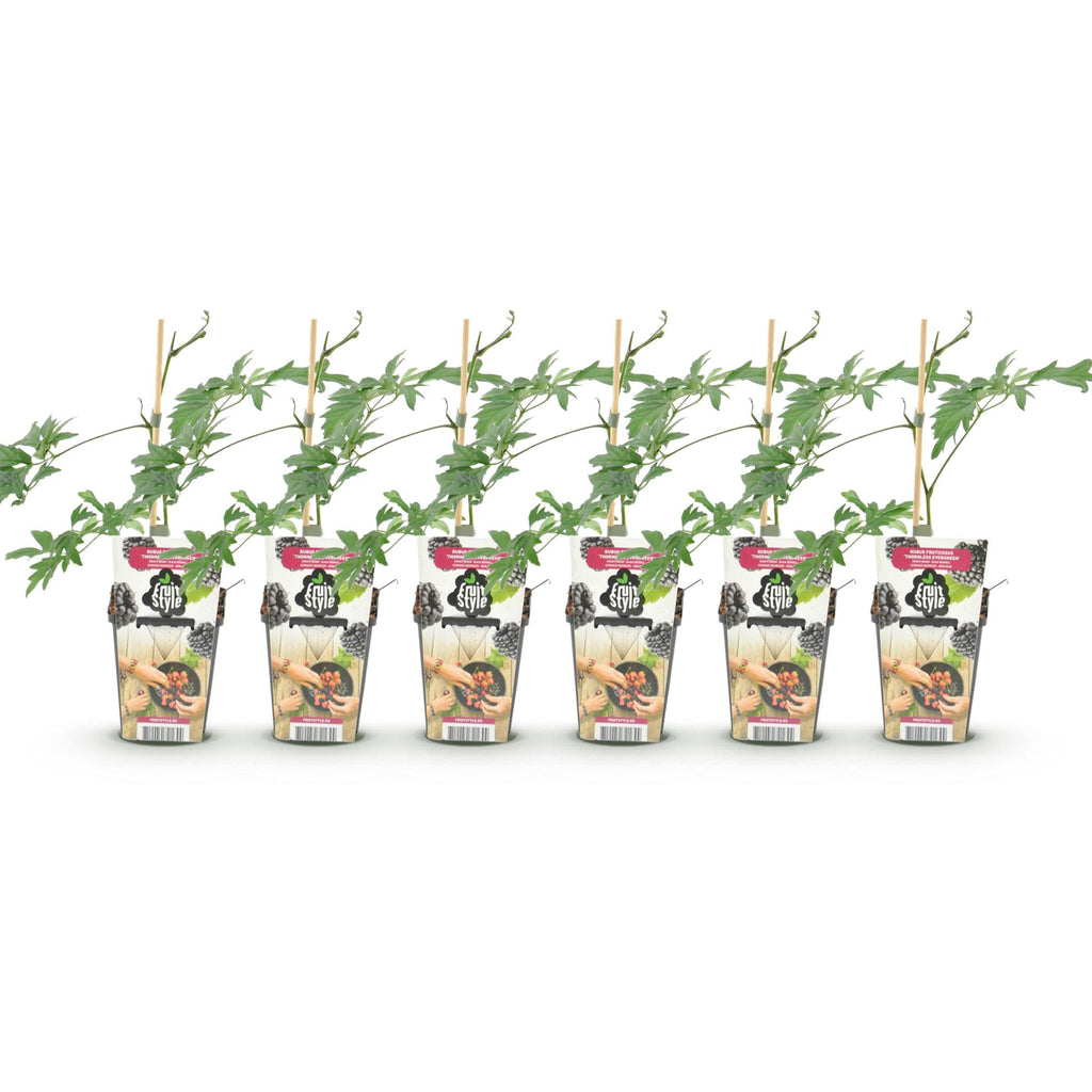 Green boutiQ - Obstpflanzen - Immergrüne Brombeere - Rubus Thornless Evergreen - Winterhart - 6 Pflanzen - Topf 9 cm - Schwarze Brombeere