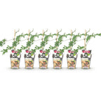 Green boutiQ - Obstpflanzen - Immergrüne Brombeere - Rubus Thornless Evergreen - Winterhart - 6 Pflanzen - Topf 9 cm - Schwarze Brombeere