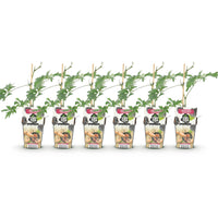 Green boutiQ - Fruitplanten - Groenblijvende Braam - Rubus Thornless Evergreen - Winterhard - 6 Planten - Pot 9 cm - Zwarte Braam