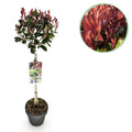 Green boutiQ - Photinia sur tige - Photinia fraseri Little Red Robin - Plante de terrasse - Persistant - Rustique - Feuillage vert-rouge - Pot 19cm Hauteur 90cm