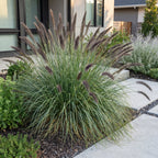 Green boutiQ - Gräser - Pennisetum alop. Black Beauty - Lampenputzergras - Mit Blütenähren - Grün - 12 Pflanzen - Topf 11 cm - Höhe 15-25 cm